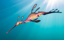 Load image into Gallery viewer, Guided Fun Dive (2 Shore / 1 Shore 1 Boat) for 2 Person