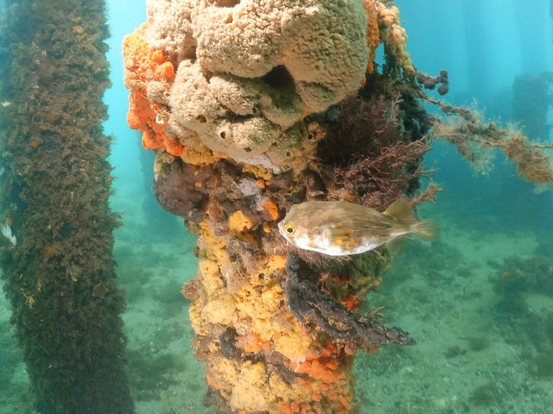 The Ultimate Guide to Scuba Diving Rye Pier: Melbourne’s Underwater Playground