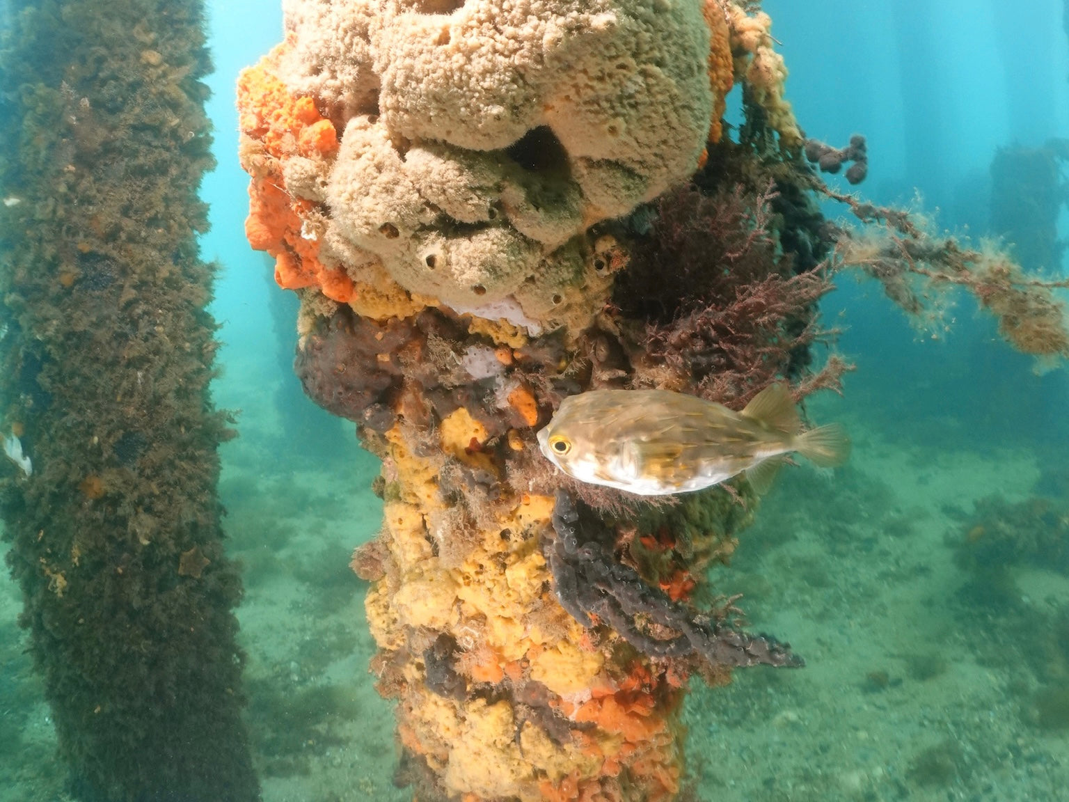 The Ultimate Guide to Scuba Diving Rye Pier: Melbourne’s Underwater Playground