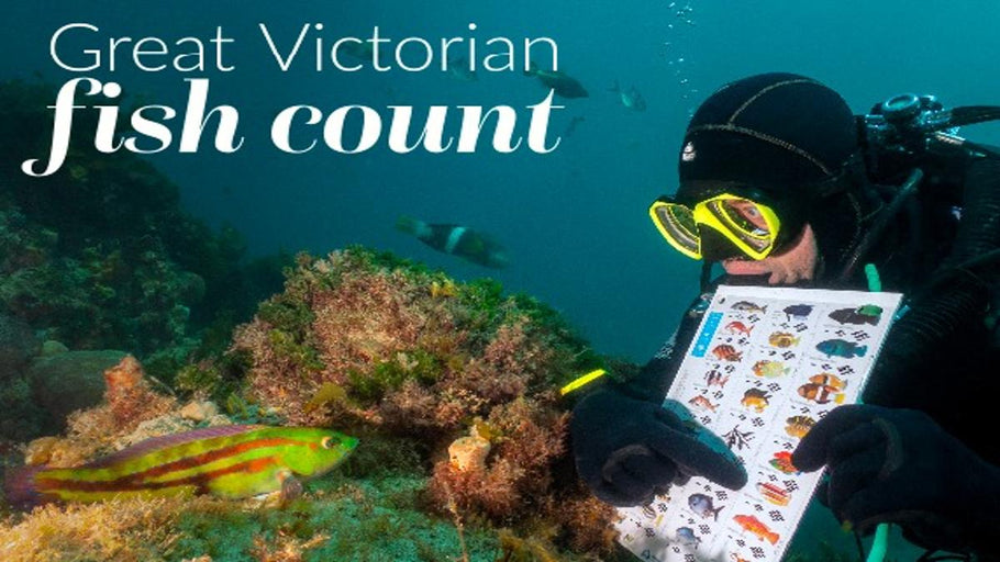 Citizen-Science Underwater: 2025 Great Victorian Fish Count at Simple Dive