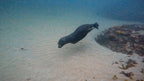 Guided Fun Dive (2 Shore / 1 Shore 1 Boat) for 2 Person